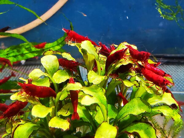 BLOODY MARY - 1.5-2.0 CM - obrazek 4